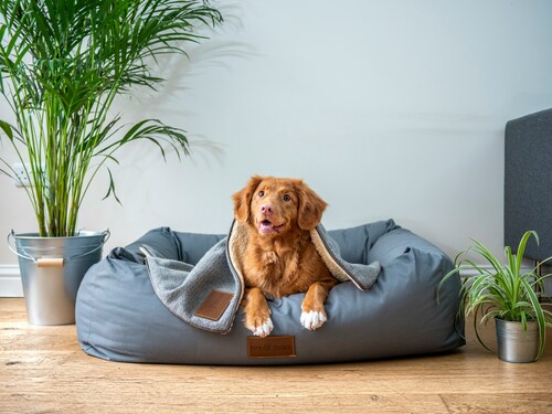Eco-Friendly Washable Dog Beds: Sustainable Comfort for Your Canine Companion